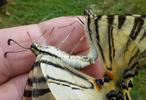 Le Flambé ou Voilier (Iphiclides podalirius),  accouplement en main, photo 2.