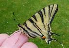 Le Flambé ou Voilier (Iphiclides podalirius) , adulte en main.