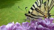 Le Flambé ou Voilier (Iphiclides podalirius) , adulte  à butiner, photo 4.