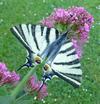Le Flambé ou Voilier (Iphiclides podalirius) , adulte  à butiner, photo 2
