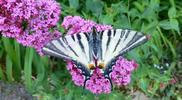 Le Flambé ou Voilier (Iphiclides podalirius) , adulte  à butiner, photo 1.
