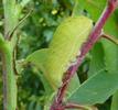 Le Flambé ou Voilier (Iphiclides podalirius)  chenille en pré-nymphose, in situ, photo 1.