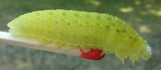 Le Flambé ou Voilier (Iphiclides podalirius) chenille en pré-nymphose, photo 2.