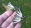 Le Flambé ou Voilier (Iphiclides podalirius), adultes  en main.