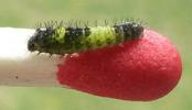 Le Flambé ou Voilier (Iphiclides podalirius),  chenille en fin de 1e stade.