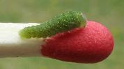 Le Flamb&eacute; ou Voilier (Iphiclides podalirius),  chenille au 2e stade, photo  2.