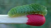 Le Flamb&eacute; ou Voilier (Iphiclides podalirius),  chenille au 3e stade, avec allumette &eacute;chelle,  photo 2.