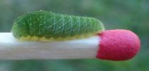 Le Flambé ou Voilier (Iphiclides podalirius),  chenille au 3e stade, avec allumette échelle,  photo 3.