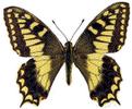 Hospiton (Papilio hospiton) adulte étalé.