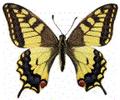 Machaon (Papilio machaon), adulte étalé.