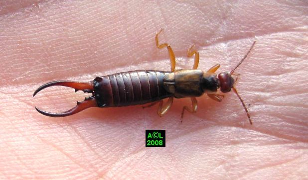 Pince-oreille Dans La Maison Signification Islam Pince Oreille Maison | Ventana Blog