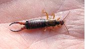 Forficula auricularia: mâle
