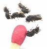 hyménoptères parasites de fourmilion