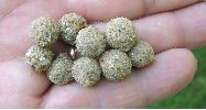 cocons de fourmilions