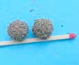 cocons de fourmilion