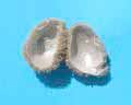cocons de fourmilions ouverts