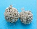 cocons de fourmilions avec exuvies