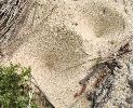 entonnoirs de fourmilions (photo 2)