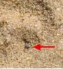 fourmilion creusant son entonnoir (détail)