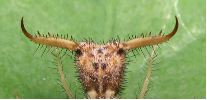 tête de fourmilion avec mandibules à 180°