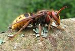 frelon europ&eacute;en (Vespa crabro),  vue lat&eacute;rale.