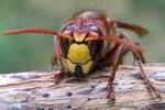 frelon europ&eacute;en (Vespa crabro),  gros plan t&ecirc;te.