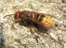 frelon europ&eacute;en (Vespa crabro)