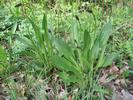 plantain lanc&eacute;ol&eacute; (Plantago lanceolata)