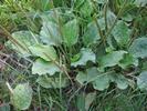 Grand plantain (Plantago major)