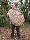 Frelon asiatique (Vespa velutina), gros nid (déposé), photo3