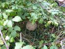 Frelon asiatique (Vespa velutina),  nid au niveau du sol, photo 1.