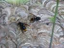 Frelon asiatique (Vespa velutina), nid au niveau du sol, photo 3.