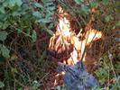 Frelon asiatique (Vespa velutina),  neutralisation par le feu, photo 1.