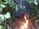 Frelon asiatique (Vespa velutina),  neutralisation par le feu, photo 2.