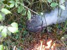 Frelon asiatique (Vespa velutina), neutralisation par le feu, photo 3.
