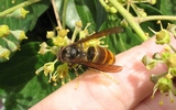 frelon asiatique (vespa velutina), sur lierre,  avec ma main, photo  4