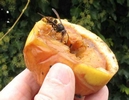 frelon asiatique (vespa velutina), sur pomme en main, photo 1