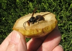 frelon asiatique (vespa velutina), sur pomme en main, photo2