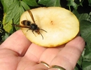 frelon asiatique (vespa velutina), sur pomme en main, photo 3