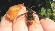 frelon asiatique (vespa velutina), en main, photo 3