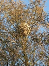 Frelon asiatique (Vespa velutina), nid aérien, photo 3