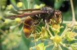frelon asiatique (vespa velutina)  butinant sur du lierre, photo 1.