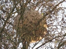 Frelon asiatique (Vespa velutina), nid aérien, photo 4.