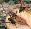 frelons asiatiques (vespa velutina) sur tranche de poire, photo 1
