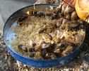 Frelons asiatiques (Vespa velutina) et abeilles,  sur coupelle de vieux miel.