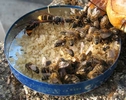 Frelons asiatiques (Vespa velutina) et abeilles, sur coupelle de vieux miel.