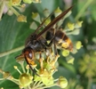 frelon asiatique (vespa velutina)  butinant sur du lierre, photo 2.