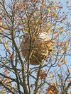 Frelon asiatique (Vespa velutina), nid aérien, photo 4