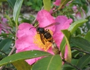 Frelon asiatique (Vespa velutina) sur fleur de camelia d'hiver, photo 2.