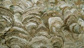 Frelon asiatique (Vespa velutina), structure de l'enveloppe du nid, photo 1.
